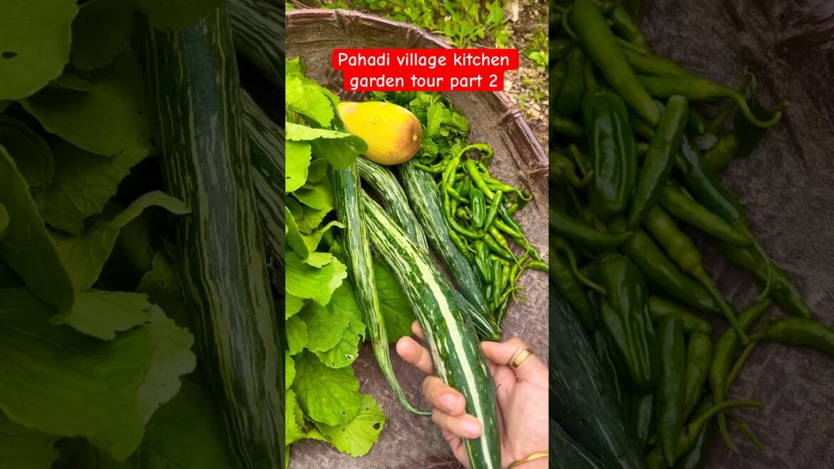 Uttarakhand pahadi kitchen garden part 2 #farmlife #organicfarming #ytshorts #viralshorts