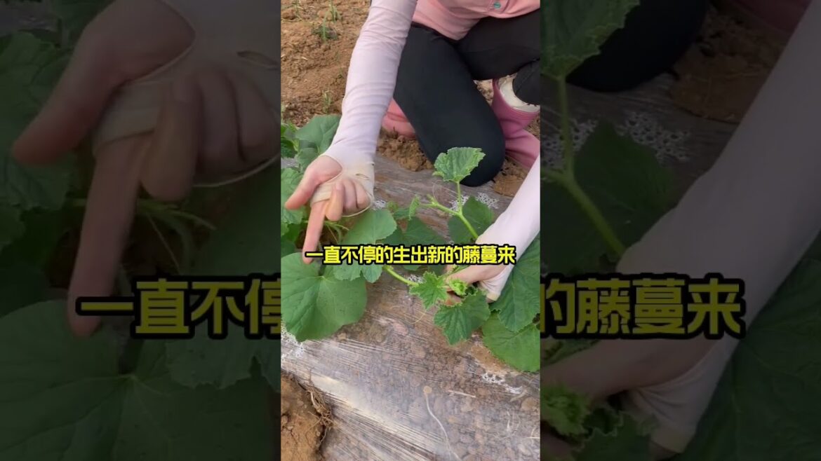 Beautiful Nature Garden Plan Natural life Style Beautiful landscapes Beautiful Nature Garden Plan Natural life Style Beautiful landscapes