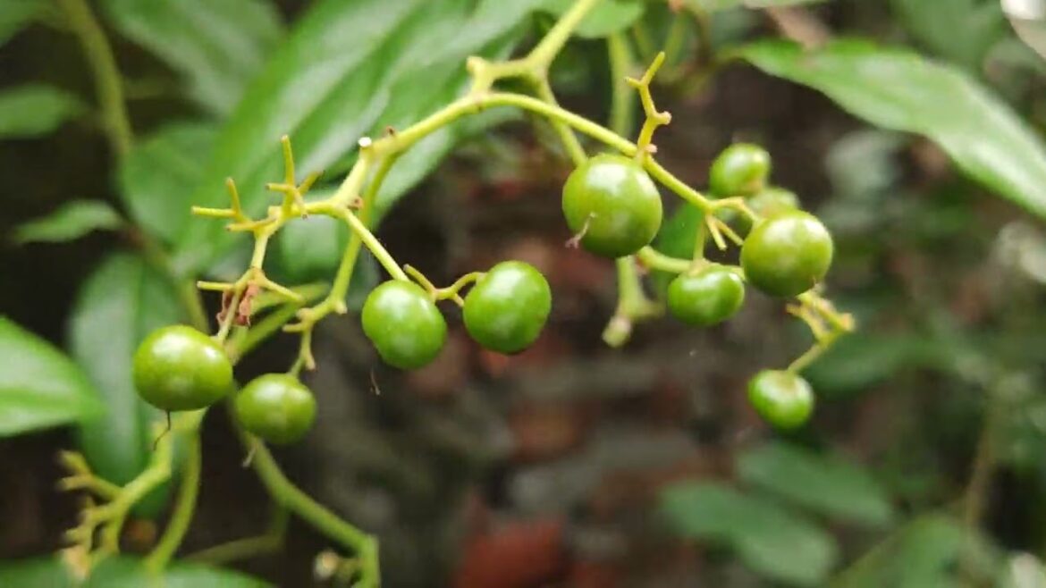 Growing Clean: An Eco-Conscious Approach to Gardening