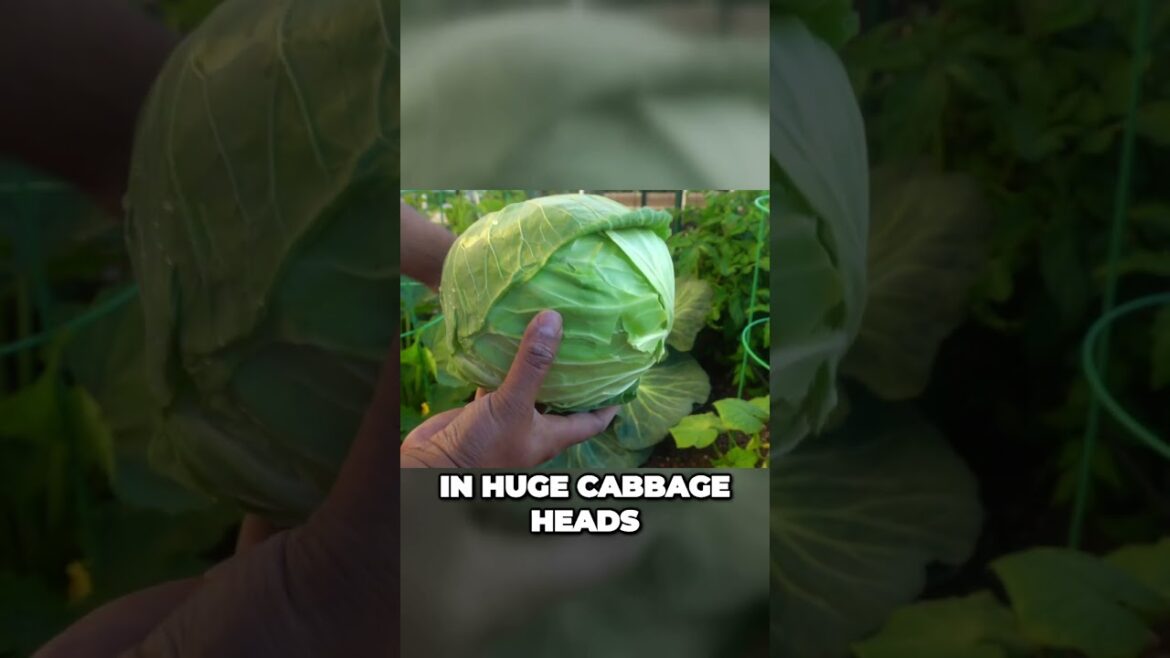 Embrace the Mighty Cabbage: Fall's Nutritious Delight | #Shorts
