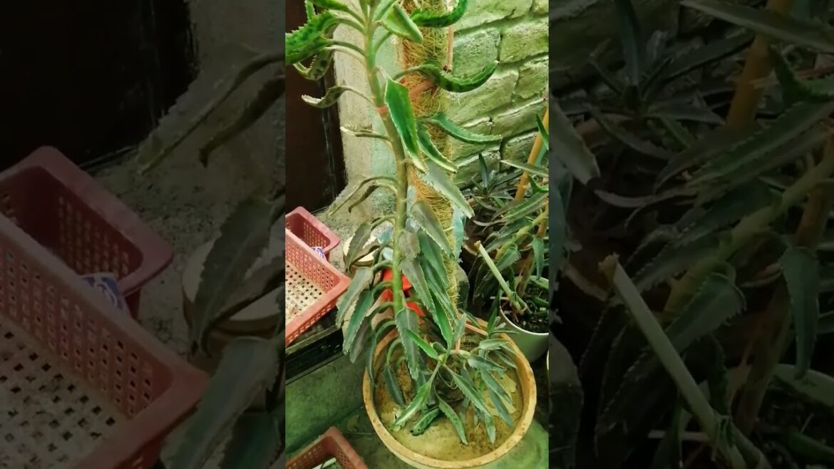 My Small Beautiful Home Garden Raining In My Backyard EP - 1319 #shorts #garden #short #shortvideo