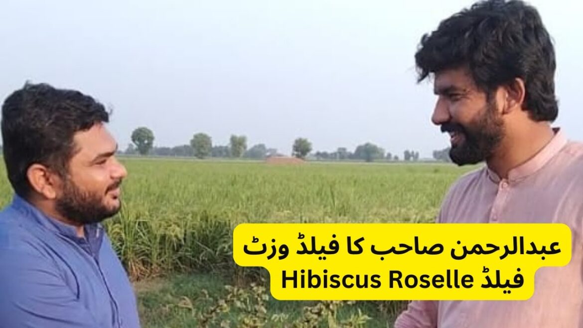 How to Grow and Harvest Hibiscus Roselle (Hibiscus sabdariffa) – Step-by-Step Guide How to Grow and Harvest Hibiscus Roselle (Hibiscus sabdariffa) - Step-by-Step Guide