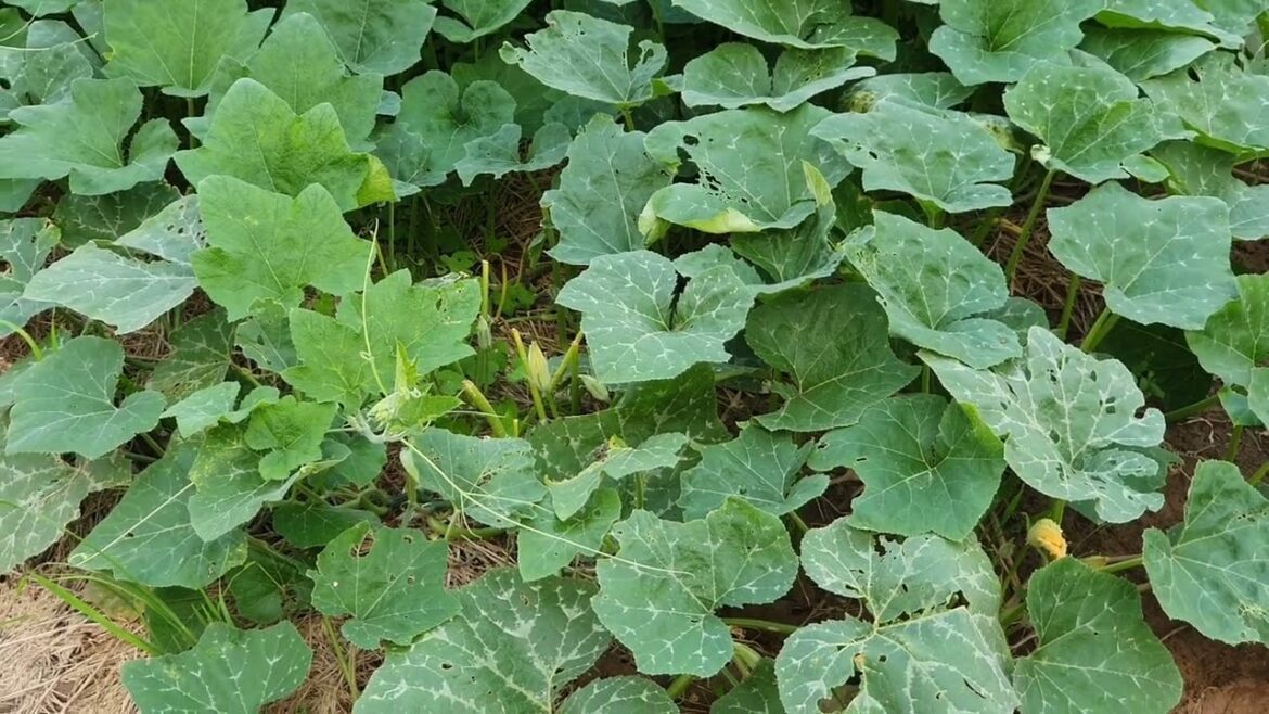 The Joy of Clean Gardening: A Fresh Perspective