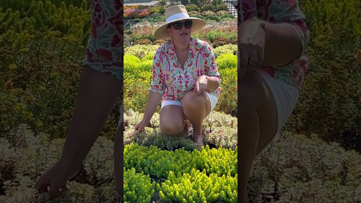 Vacation Plants - Heat Resistant, Easy Care Plants #gardening #diy #garden