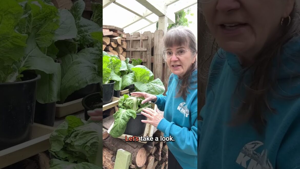 Root Maggots Caught on Camera Chewing Through My Cabbage
