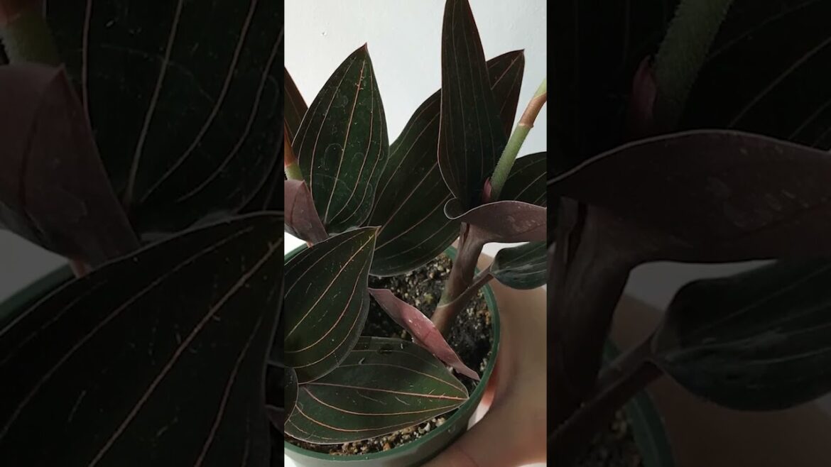 Cold Tolerant Indoor Plants #youtubeshorts #gardeningtips