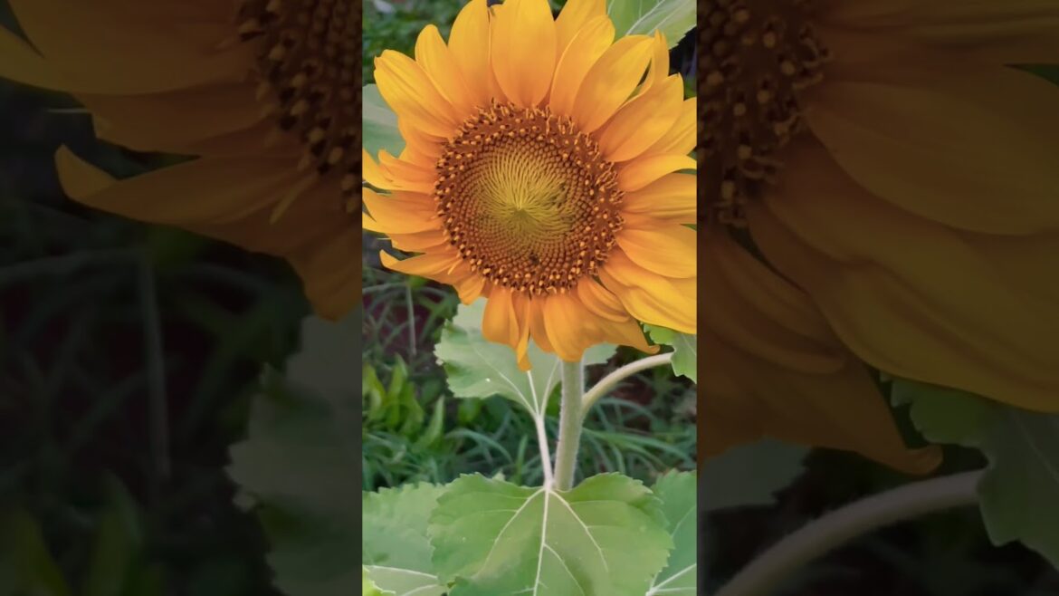 Sunflowers Blooming π» Beautiful Backyard Garden Update #shorts Sunflowers Blooming π» Beautiful Backyard Garden Update #shorts