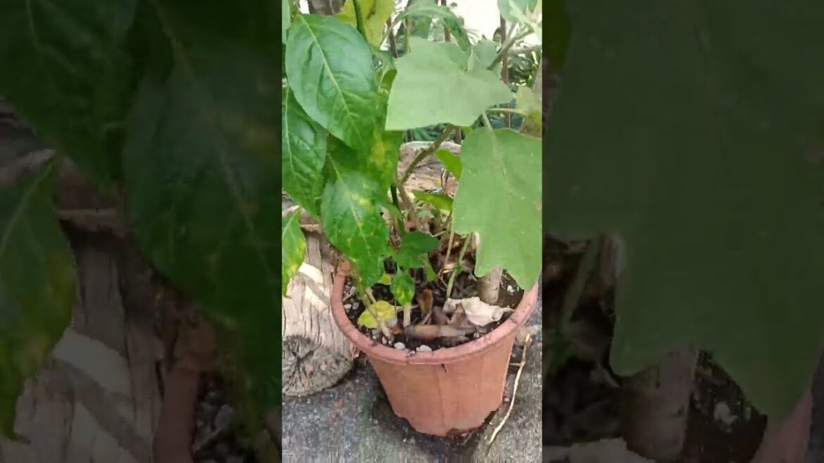 CONTAINER GARDENING SECRET.MORINGA PLANTED IN POT.😮#shorts.
