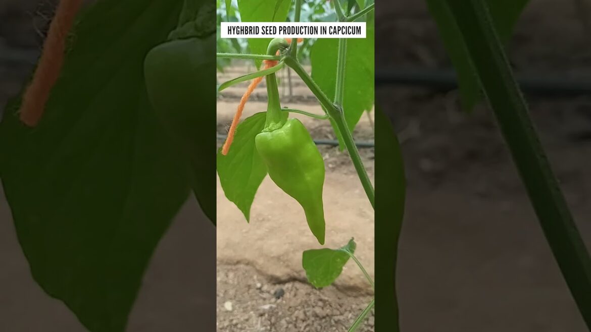 Mastering Capsicum Hybridization: From Pollination to Maturation #youtubeshorts #shorts #capsicum Mastering Capsicum Hybridization: From Pollination to Maturation #youtubeshorts #shorts #capsicum