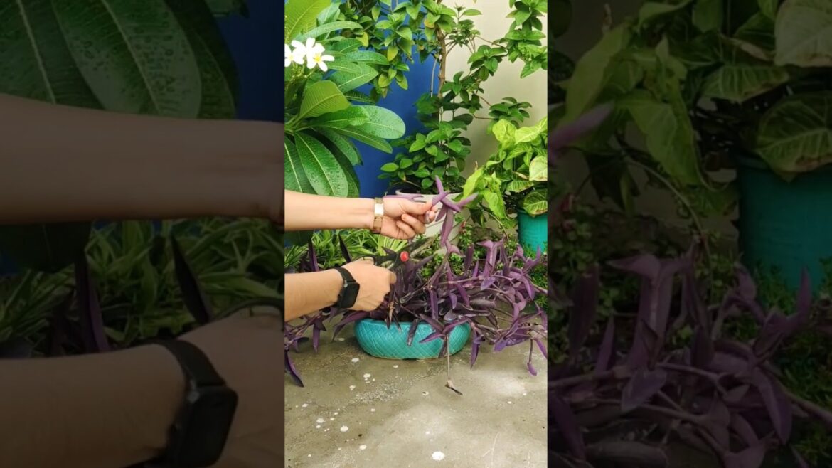 🌿 Gardening Tips for Monsoon 2 | Monsoon Gardening Tips 🌱 #viral #shorts 🌿 Gardening Tips for Monsoon 2 | Monsoon Gardening Tips 🌱 #viral #shorts