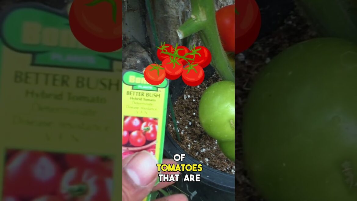 California Gardening: Tomato Container Magic: Lush, Red Harvests at Home! | #Shorts Tomato Container Magic: Lush, Red Harvests at Home! | #Shorts