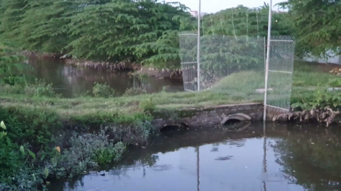 Container Gardening for Clean and Compact Spaces