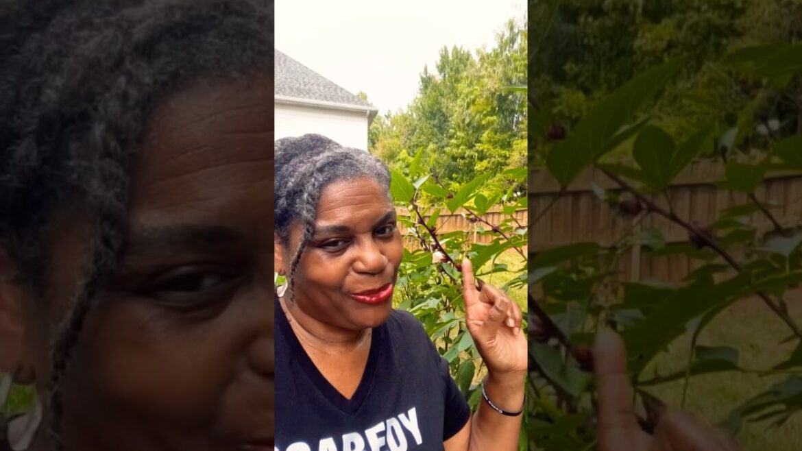 Harvesting Hibiscus (Jamaican Sorrel) #shorts #gardening