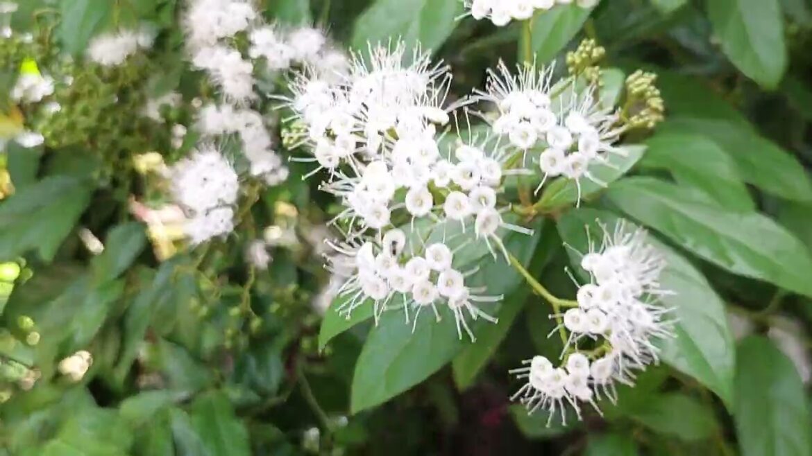 Heritage Gardening: A Clean Connection to the Past