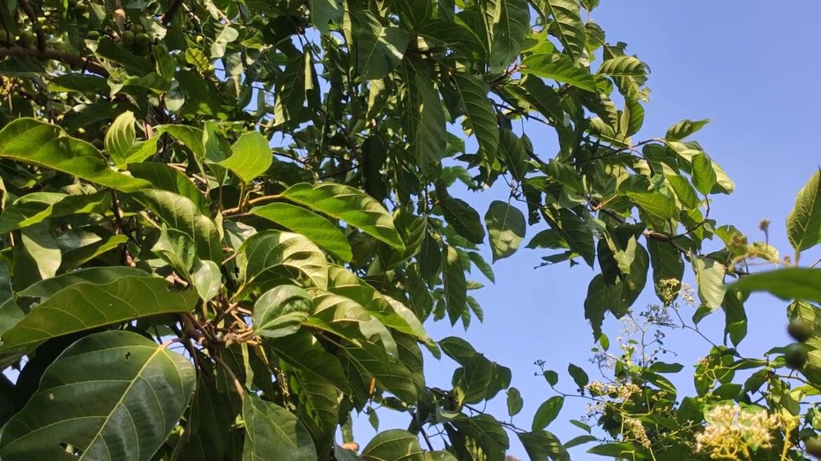 Gardening for a Greener Planet: Sustainable Practices