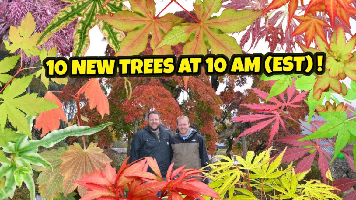 The Treasured 10 New Trees at 10AM (EST) | Japanese Maples from MrMaple.com