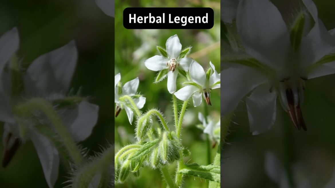 The Magical Marvelous Borage #shorts #viral #viralvideo #plants #shortvideo #viralshorts The Magical Marvelous Borage #shorts #viral #viralvideo #plants #shortvideo #viralshorts