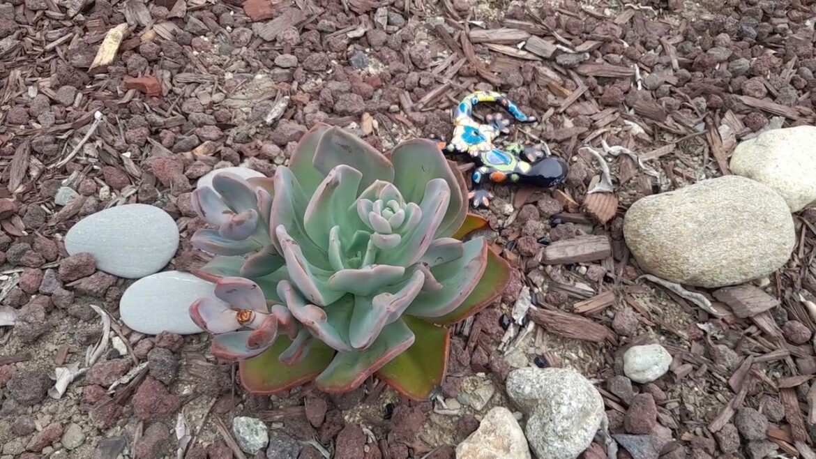 Search for Succulents - Pachyveria Blue Toad - My Backyard Garden - 2023 - 0914