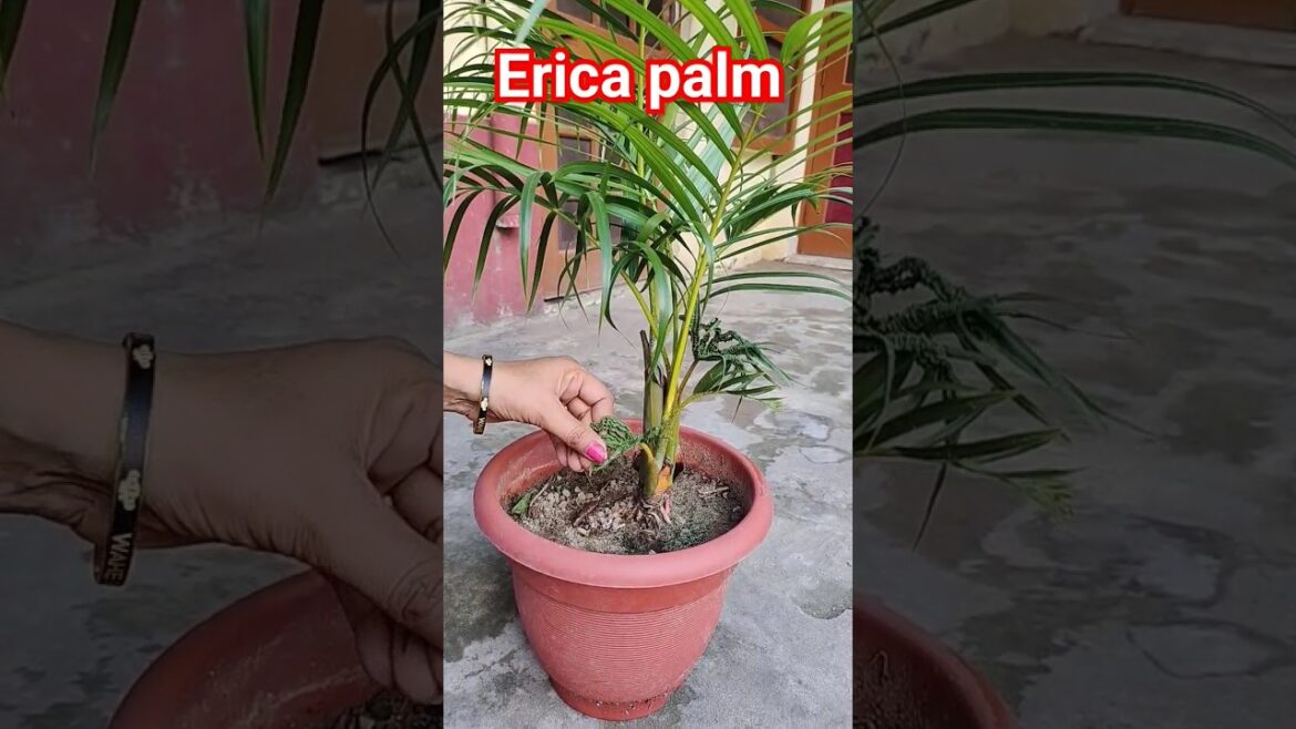 #Careofericapalm #shortsyoutube #shortsvideo !Gardening tips! Indoorplants care! brownleaves of palm