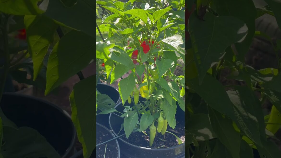 Backyard Garden Update: Abundant Progress, Harvests & New growth #shorts Backyard Garden Update: Abundant Progress, Harvests & New growth #shorts