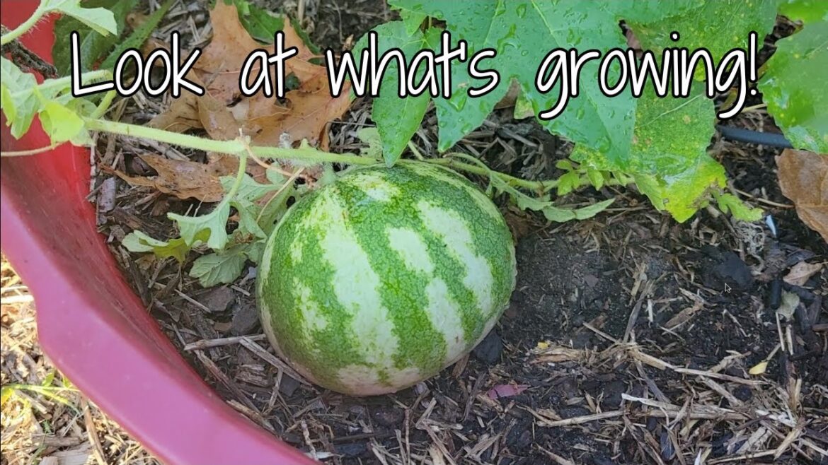 Container Garden Update 10.1.23