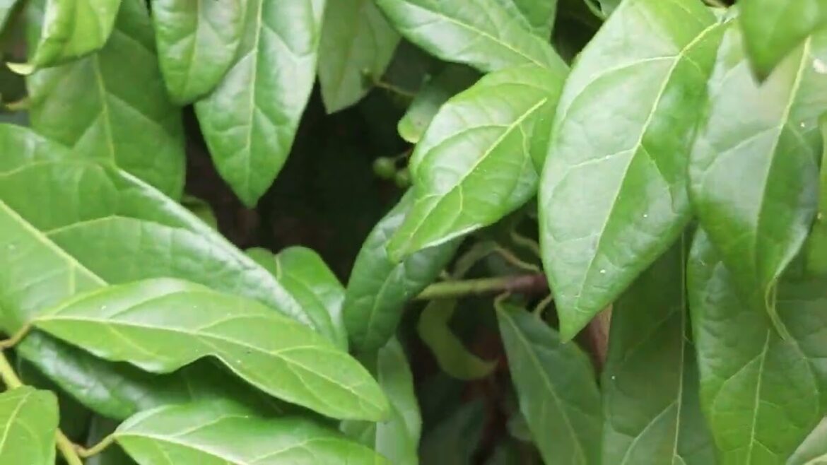 Gardening with Kids: Teaching Clean Practices Early