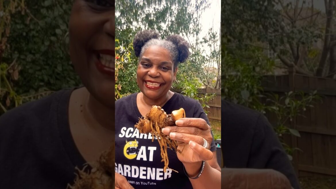 Planting Ginger Shampoo #shorts