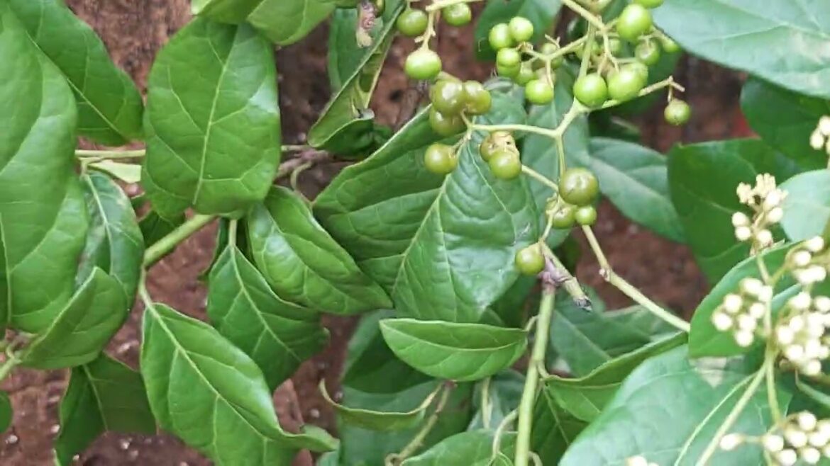 Clean Gardening Tips and Tricks: Growing the Natural Way