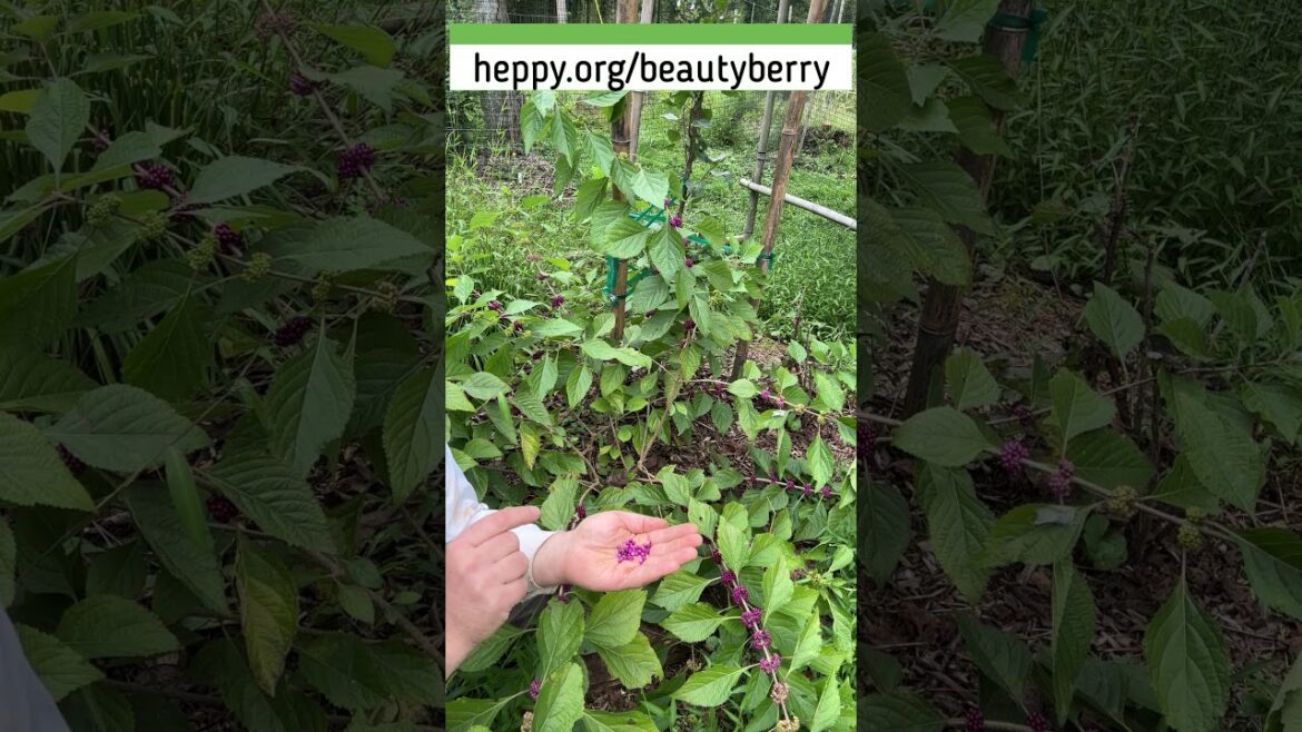 American Beautyberry, Callicarpa americana #americanbeautyberry #callicarpaamericana American Beautyberry, Callicarpa americana #americanbeautyberry #callicarpaamericana