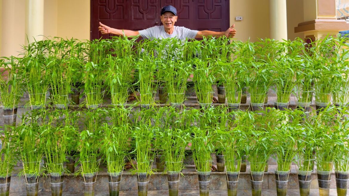No Watering Needed, Super Easy Vegetable Growing Tips, No Care Required, Quick Harvest