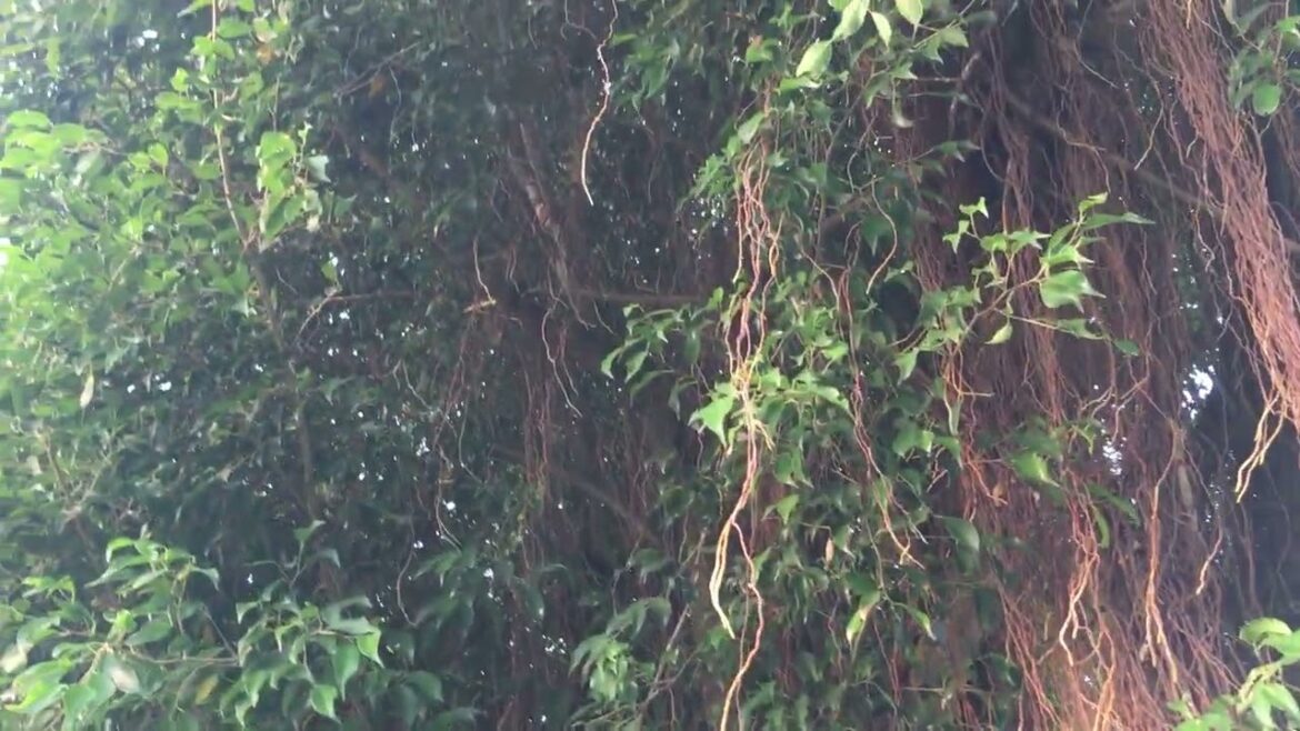 Gardening with a Green Heart: Tips for Eco-Friendly Practices