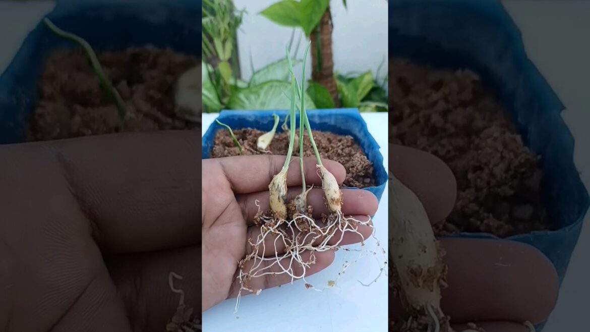 Grow Garlic at home || easy Propagation of Garlic #shorts #youtubeshorts