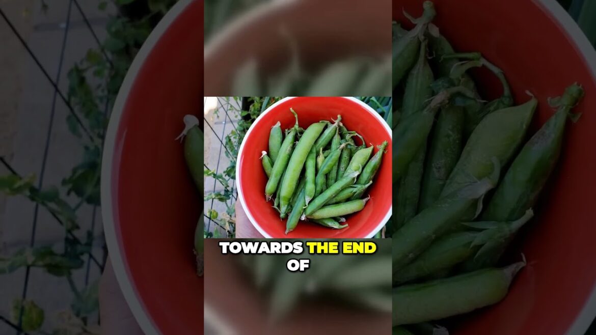 PowerPacked Peas: Your Key to Optimum Health | #Shorts