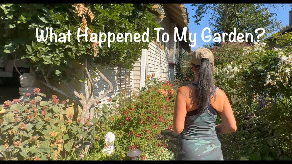 Transforming My Overgrown Landscape Into A Beautiful Garden