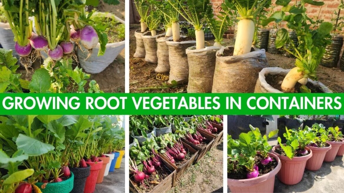 Container Gardening 101 - Growing Root Vegetables In Containers
