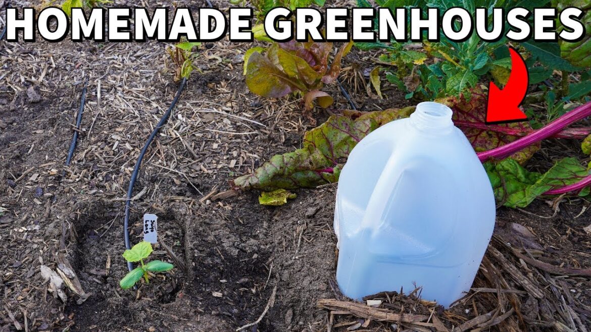 Make Your Plants Grow Twice As Fast With FREE GREENHOUSES!