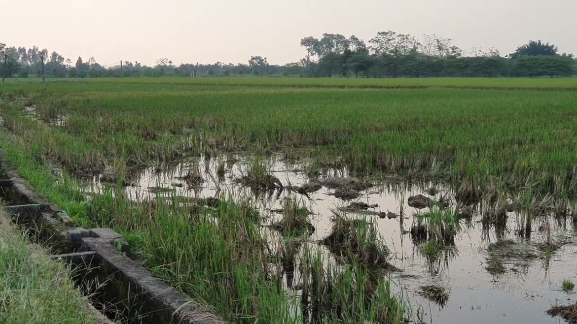 Clean Gardening Communities: Sharing Tips and Inspiration