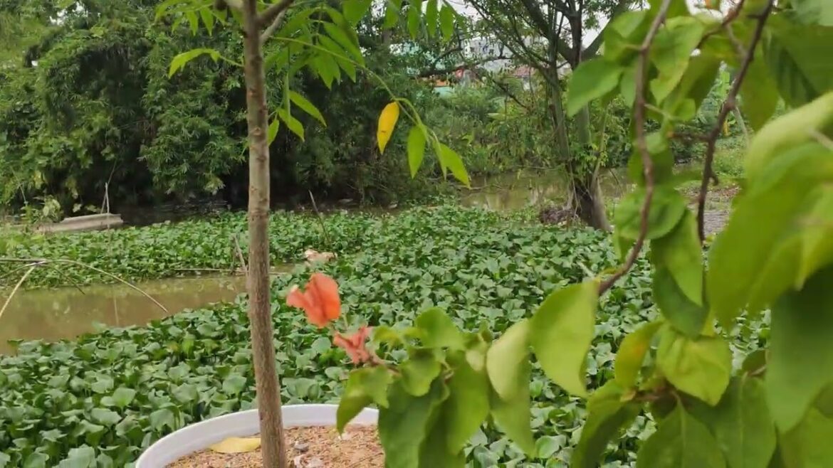 Gardening in Harmony with Nature: Embracing Clean Practices