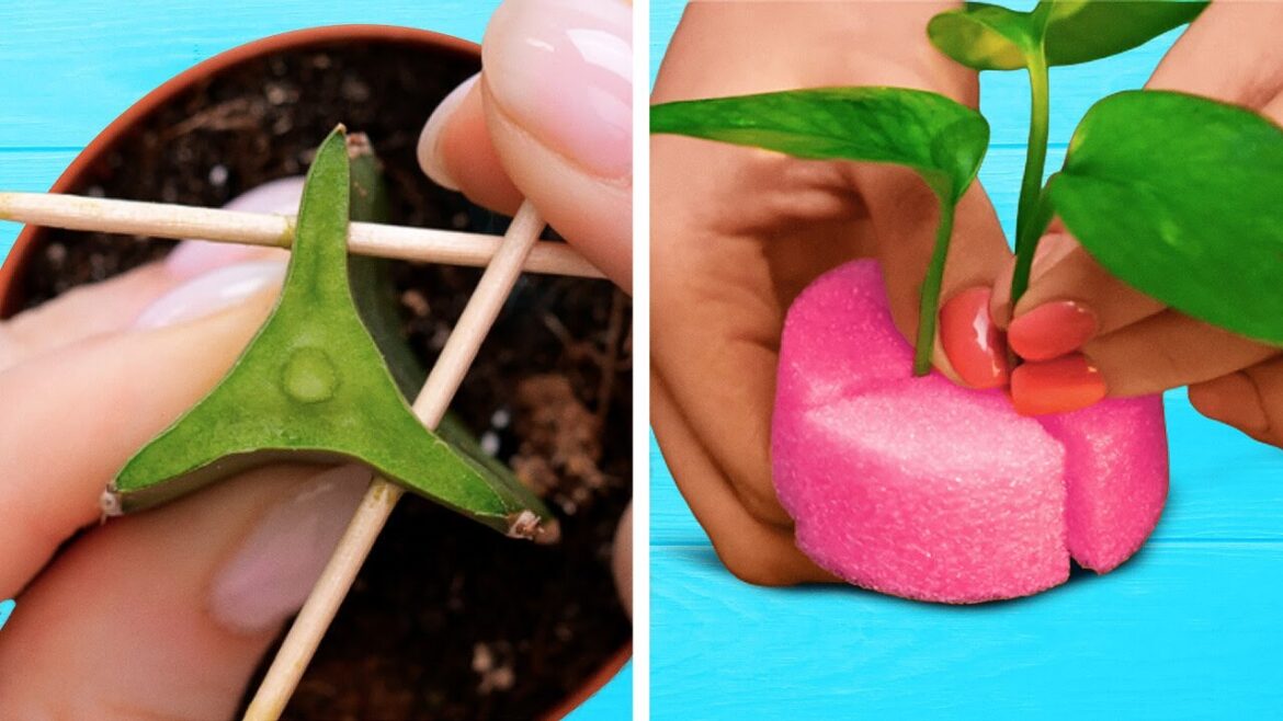 Genius Gardening Hacks for a Vibrant Garden!🌿 Genius Gardening Hacks for a Vibrant Garden!🌿