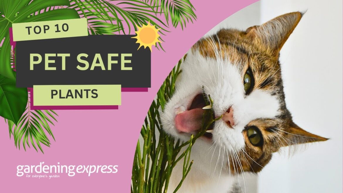 Top 10 Pet Safe Plants for your House & Garden Top 10 Pet Safe Plants for your House & Garden
