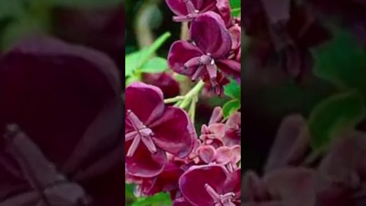 chochlatevine|shortfeeds|yt_shorts😝🤗@plantastic188 chochlatevine|shortfeeds|yt_shorts😝🤗@plantastic188