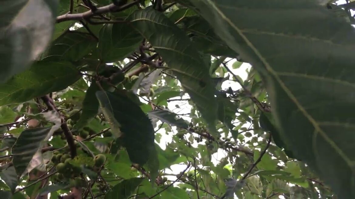 Zero-Waste Gardening: My Journey to a Clean Lifestyle