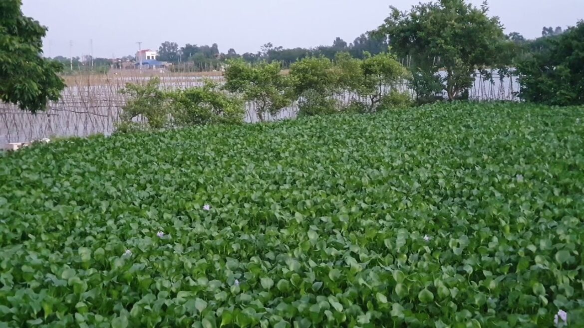 Permaculture Gardening: Creating a Self-Sustaining Oasis