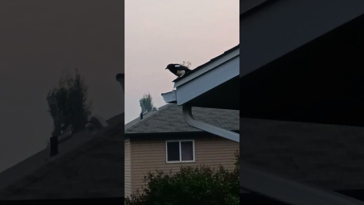 Backyard garden sept 18/2023 #mockingbird and one #bluejay #blackview #bl8800pro