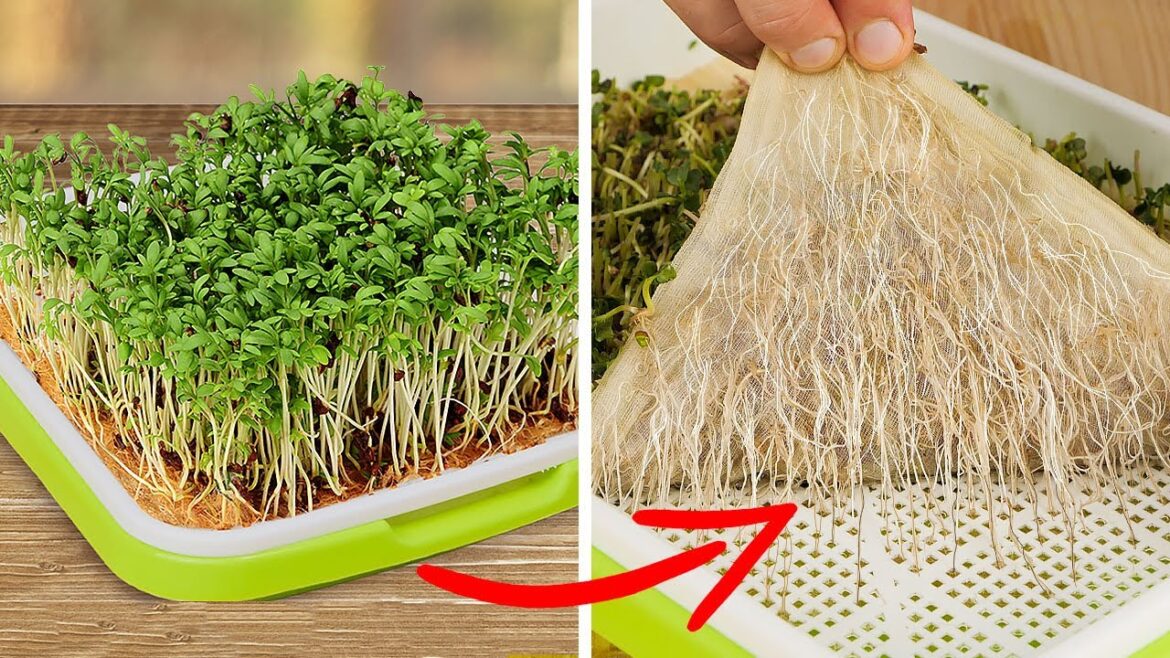How to Grow Hydroponic Microgreens Sprouts Even Without Garden!