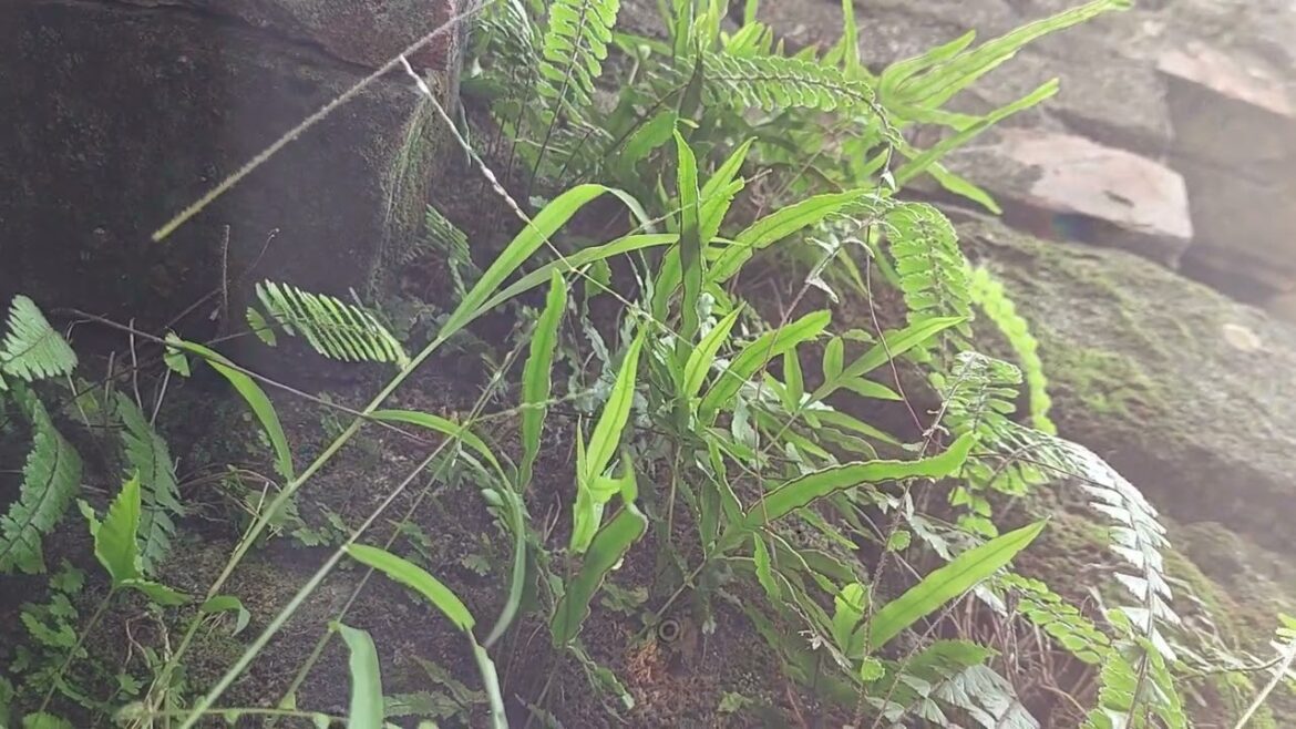 Vertical Gardening for a Clean Garden: Maximizing Space