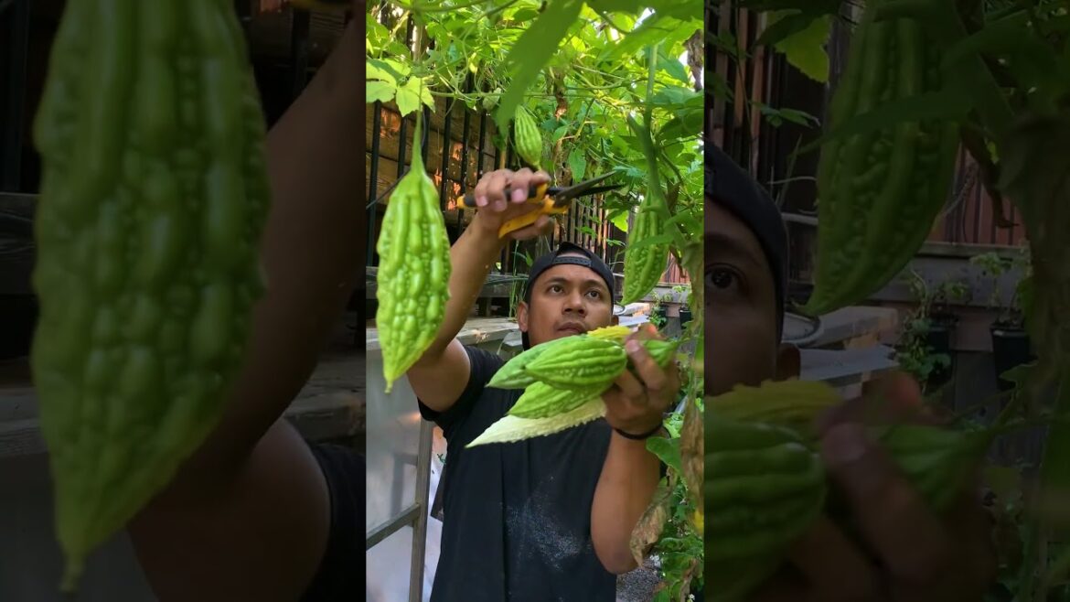 Harvesting Filipino favourite vegetables – SUPER SARAP!🇵🇭😋