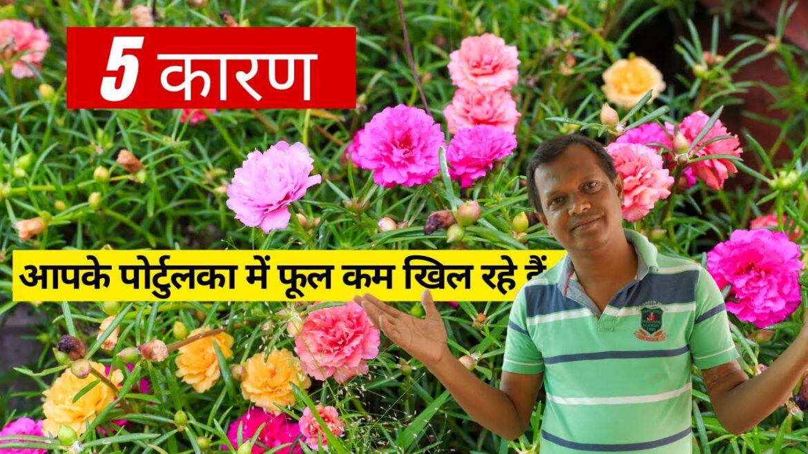 5 Reasons your Portulaca is not flowering-  Expert Gardening Tips | पोर्टुलका नहीं खिल रहे- 5 कारण 5 Reasons your Portulaca is not flowering-  Expert Gardening Tips | पोर्टुलका नहीं खिल रहे- 5 कारण