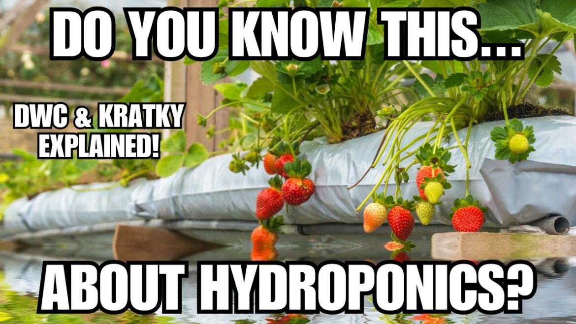 HYDROPONICS EXPLAINED! DWC vs KRATKY