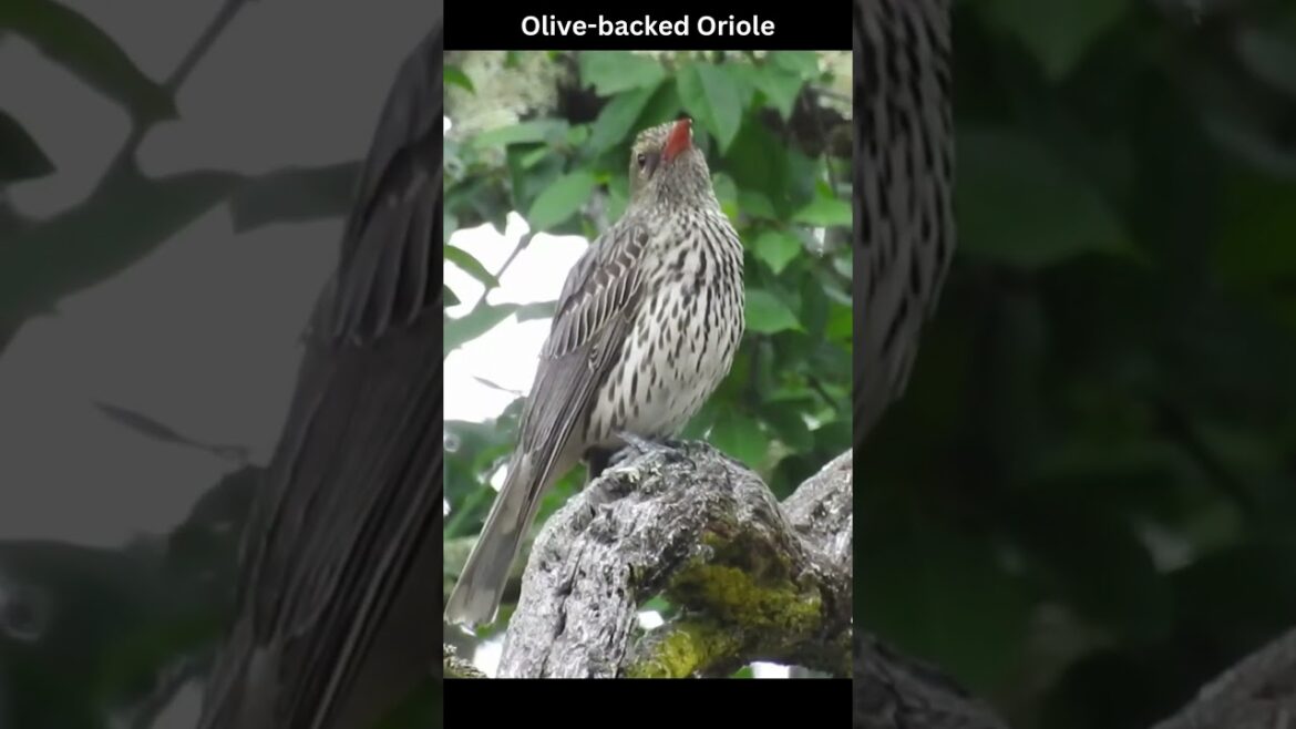 Backyard Bird Calls/Songs/Sounds~Olive-backed Oriole #shorts